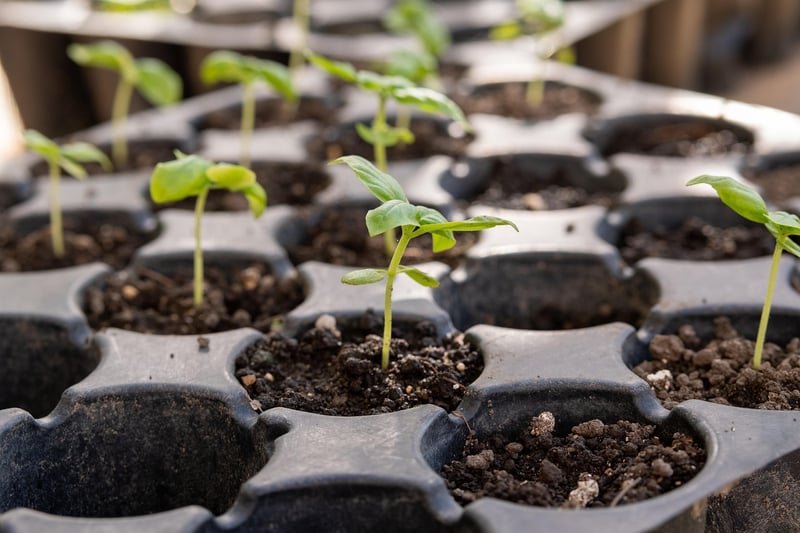 Seedling